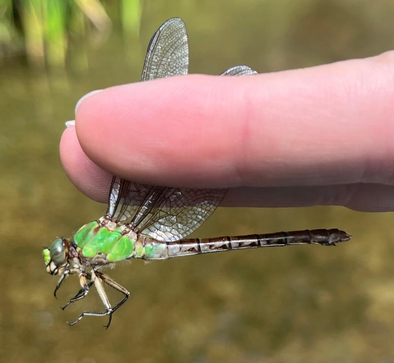 Photo of Rusty Snaketail