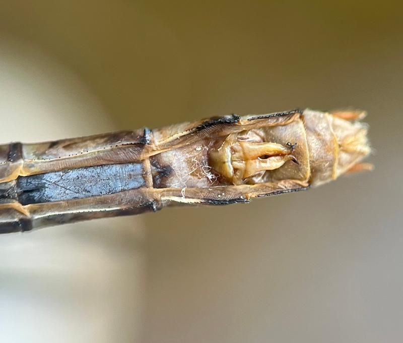 Photo of Rusty Snaketail