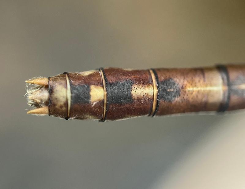 Photo of Rusty Snaketail