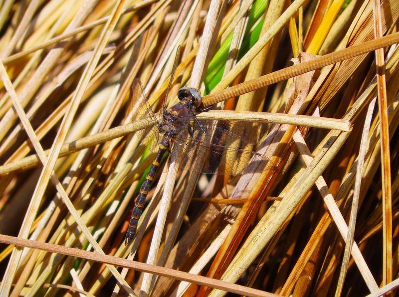 Photo of Ringed Boghaunter