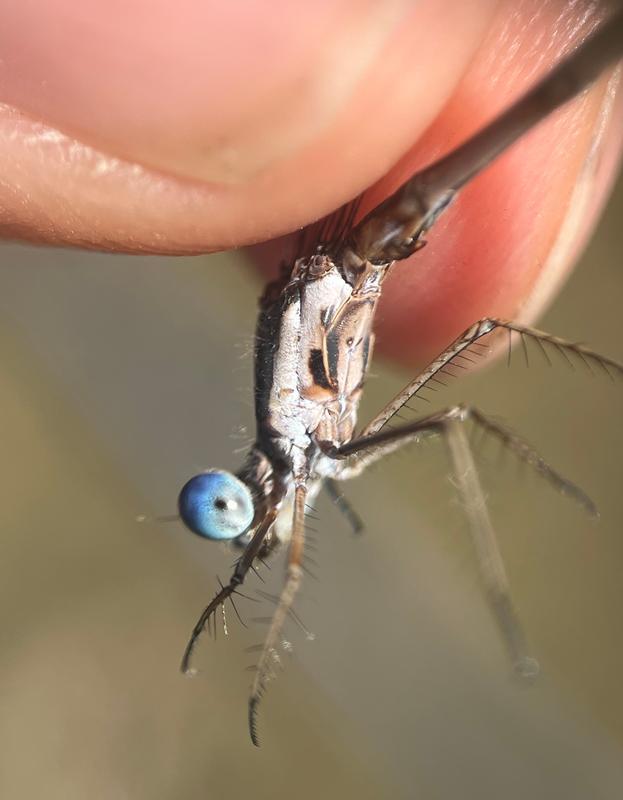 Photo of Spotted Spreadwing