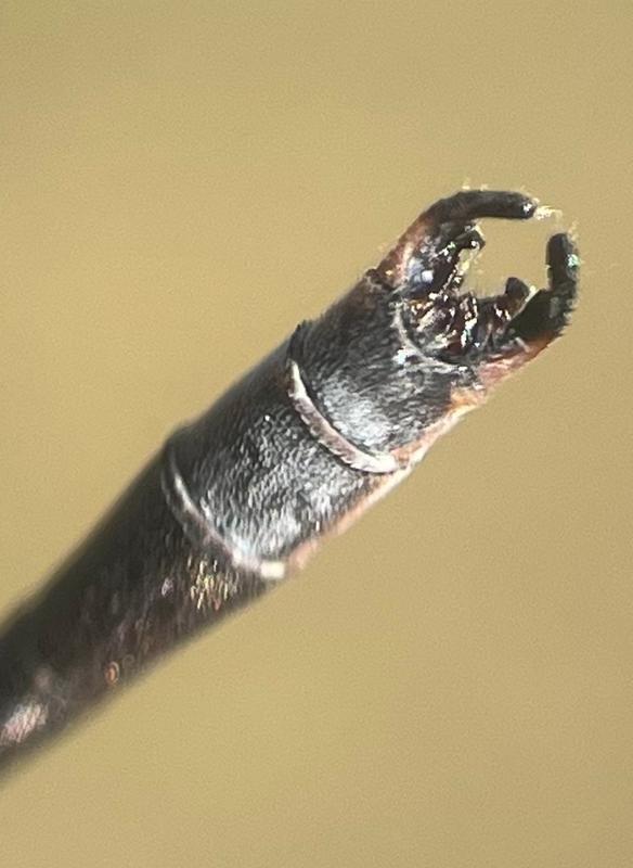 Photo of Spotted Spreadwing