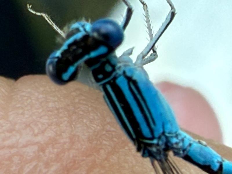 Photo of Double-striped Bluet