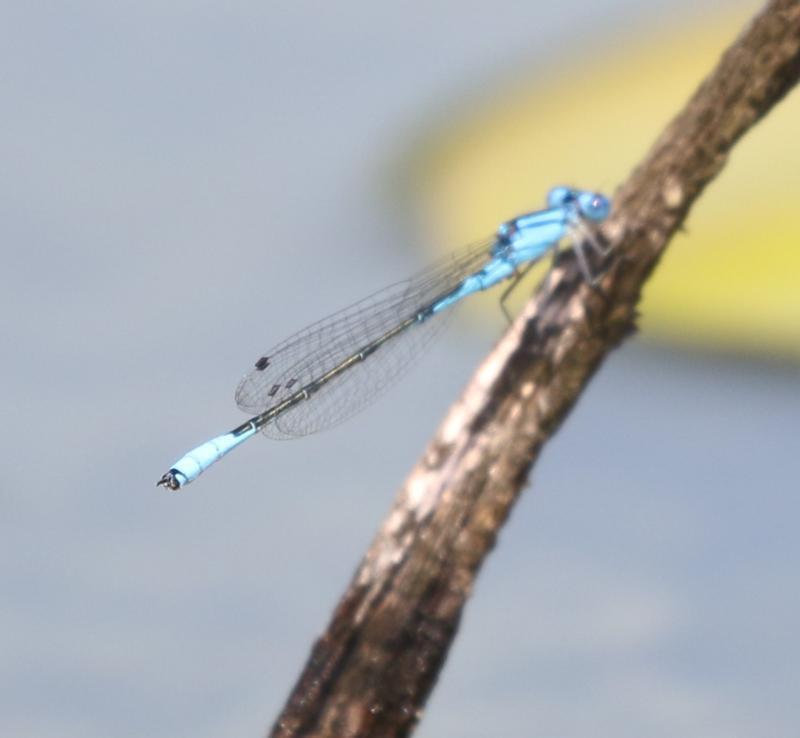 Photo of Azure Bluet