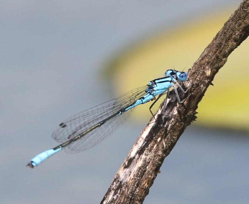 Photo of Azure Bluet