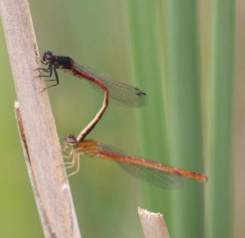 Photo of Western Red Damsel