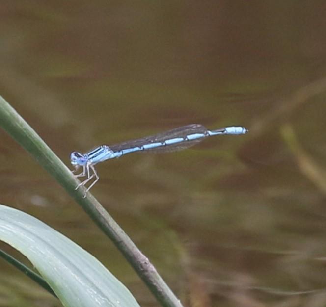 Photo of Double-striped Bluet