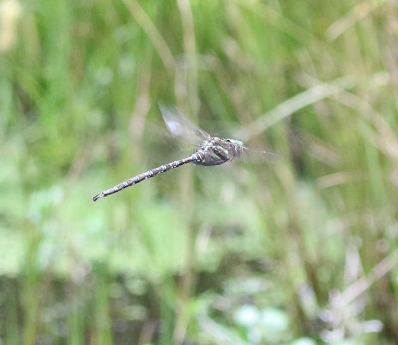 Photo of Shadow Darner