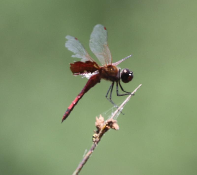 Photo of Carolina Saddlebags