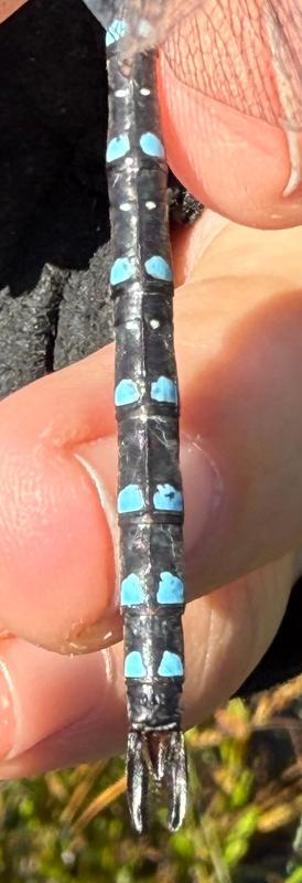 Photo of Black-tipped Darner