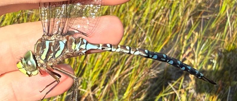 Photo of Subarctic Darner