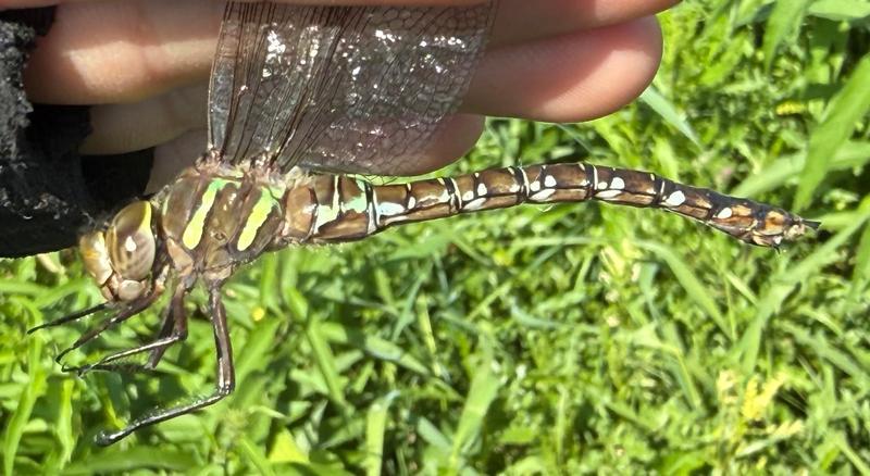 Photo of Shadow Darner