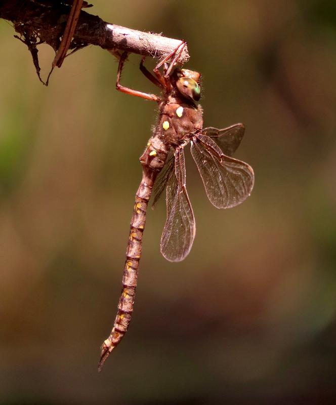 Photo of Fawn Darner