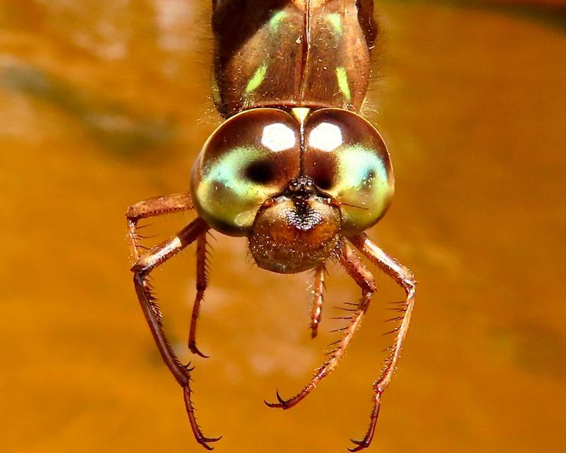 Photo of Fawn Darner
