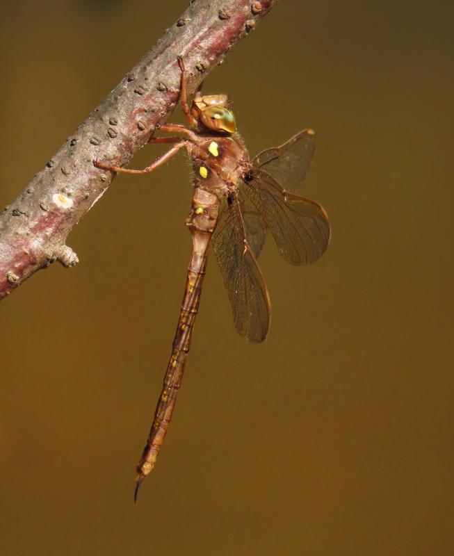 Photo of Fawn Darner