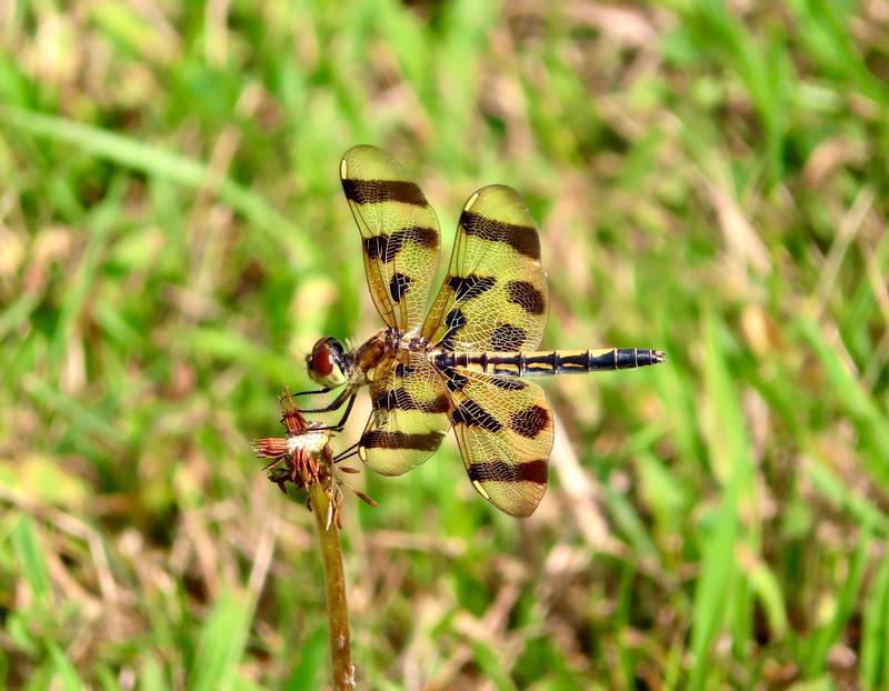 Photo of Halloween Pennant