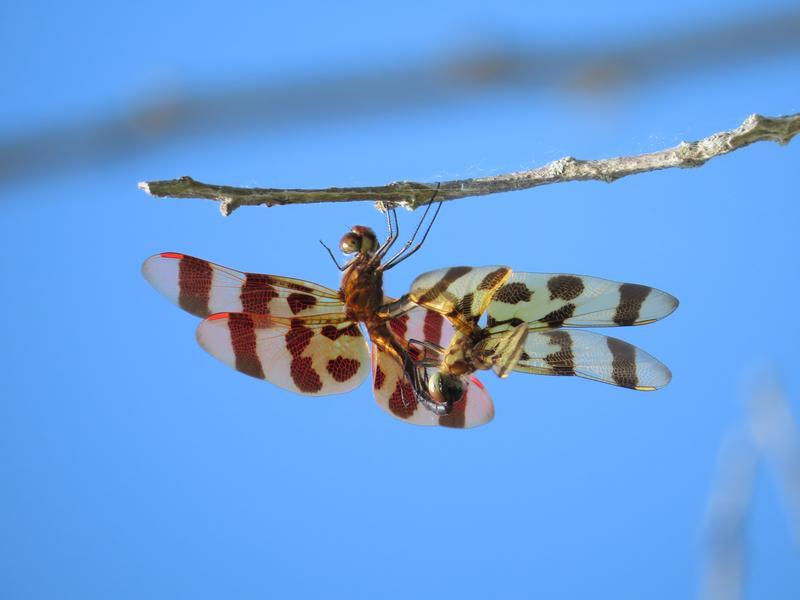 Photo of Halloween Pennant