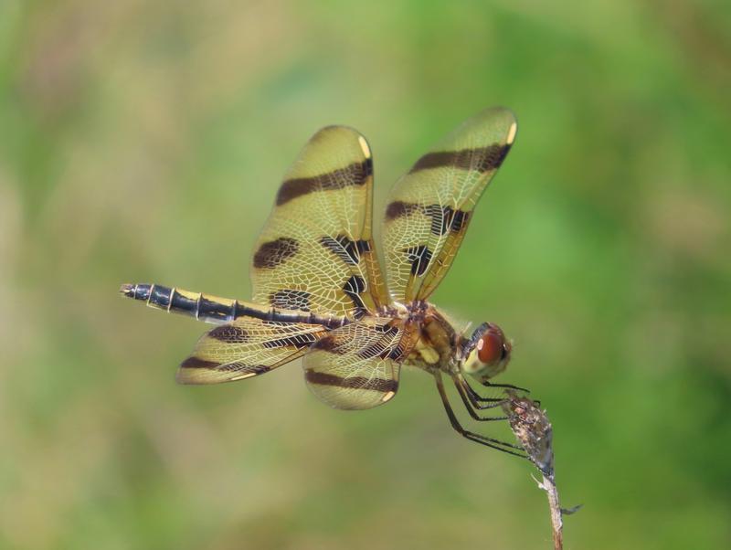 Photo of Halloween Pennant