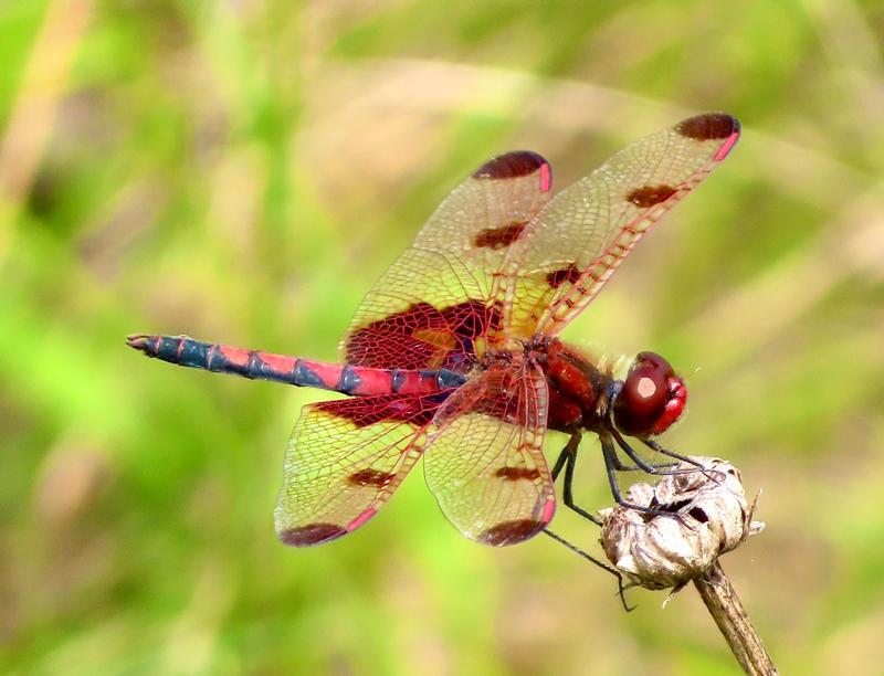 Photo of Calico Pennant