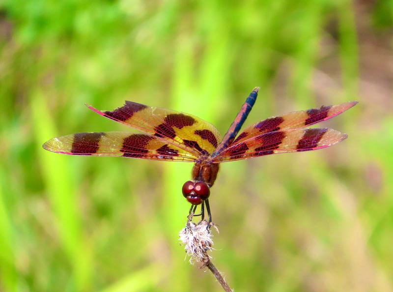 Photo of Halloween Pennant