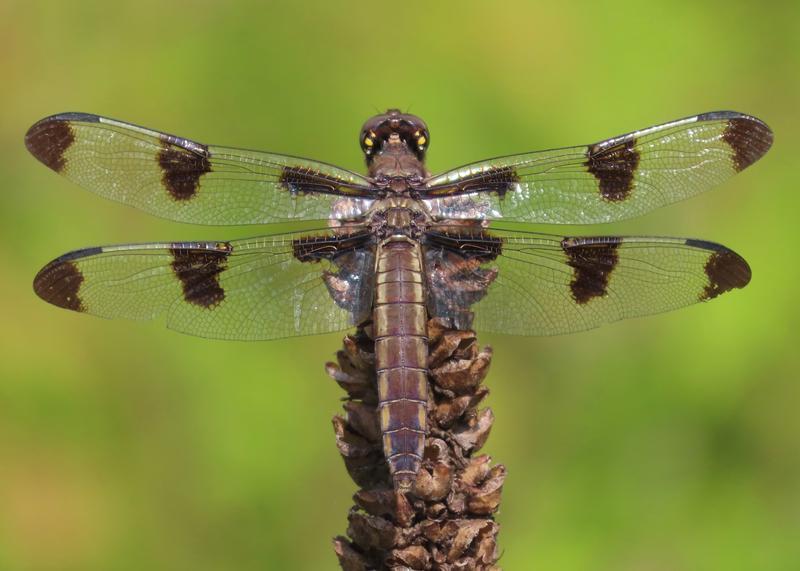 Photo of Twelve-spotted Skimmer