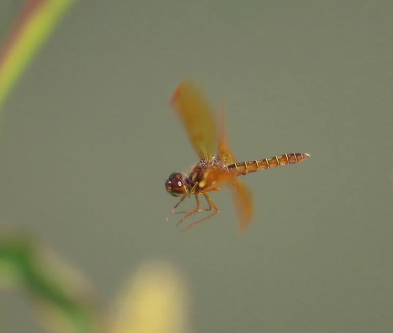 Photo of Eastern Amberwing
