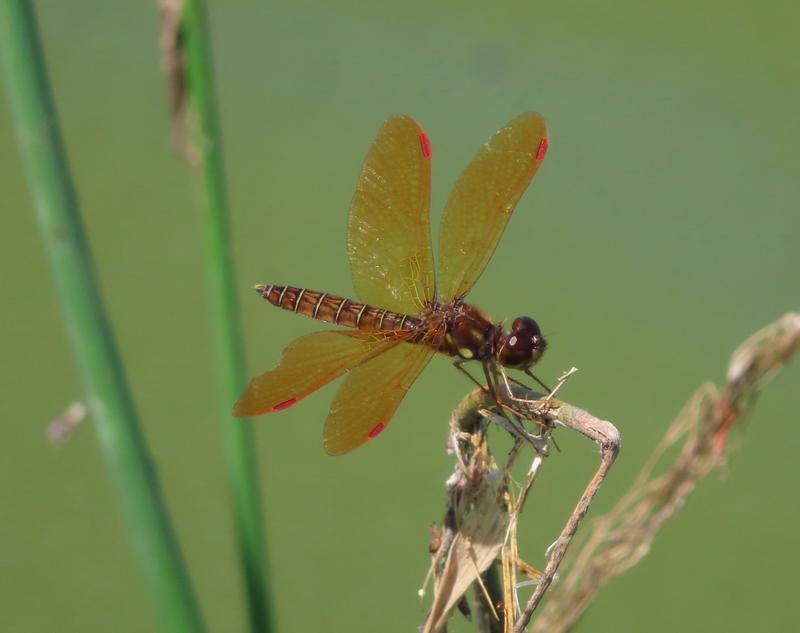 Photo of Eastern Amberwing