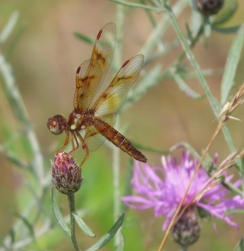Photo of Eastern Amberwing