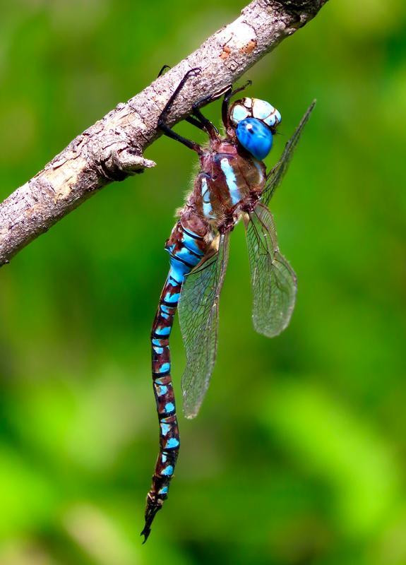 Photo of Blue-eyed Darner