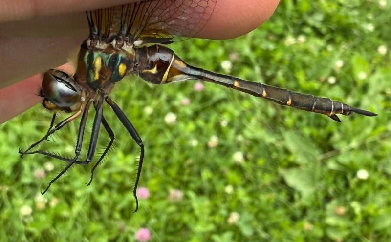 Photo of Brush-tipped Emerald
