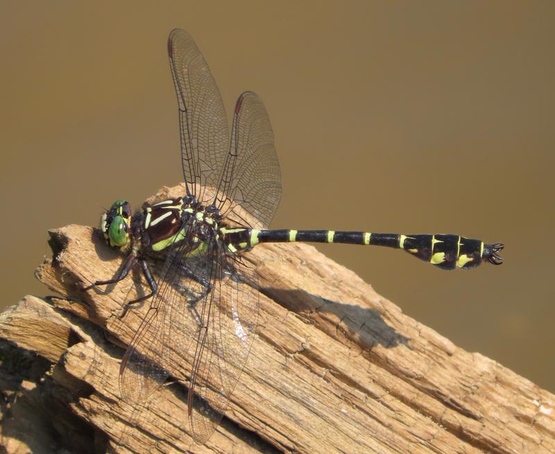 Photo of Zebra Clubtail