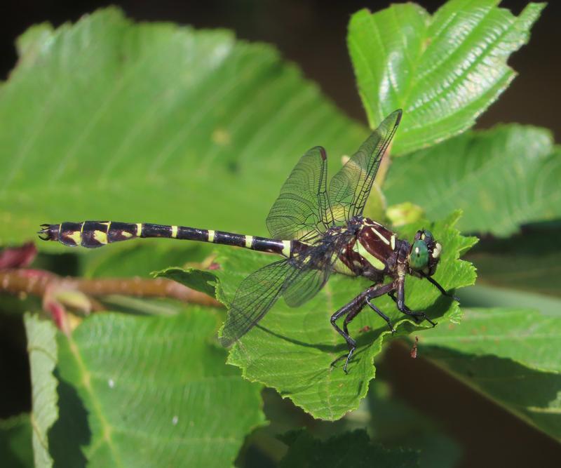 Photo of Zebra Clubtail