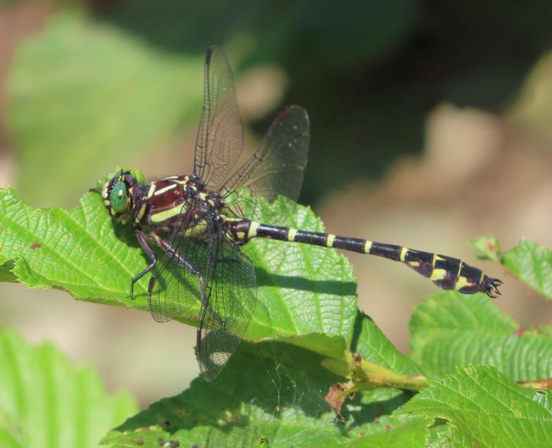 Photo of Zebra Clubtail