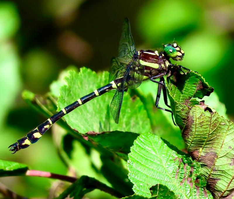 Photo of Zebra Clubtail