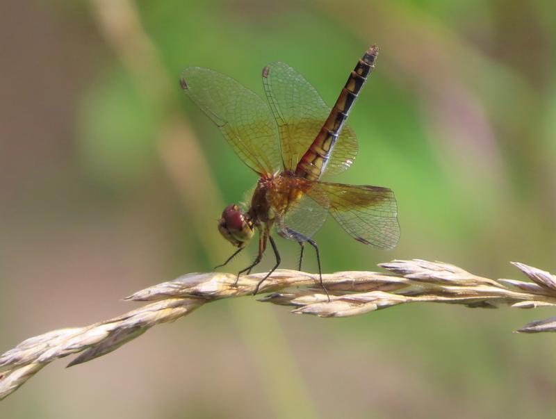 Photo of Band-winged Meadowhawk