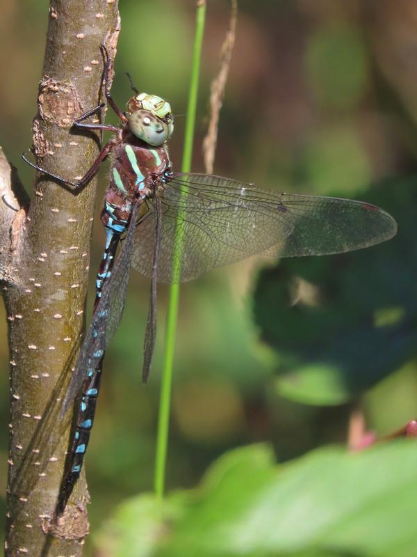 Photo of Black-tipped Darner