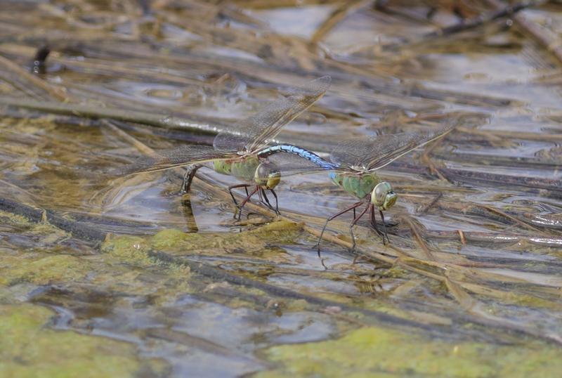 Photo of Common Green Darner