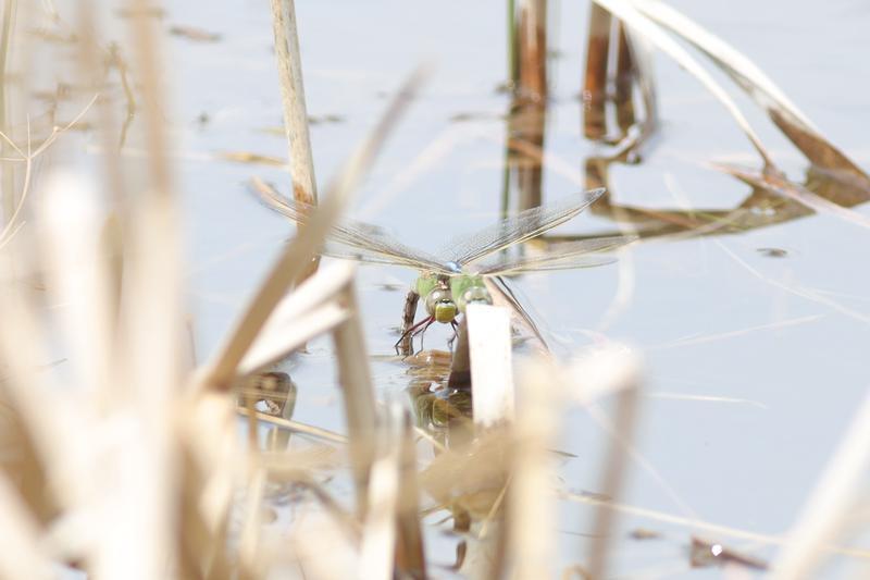 Photo of Common Green Darner