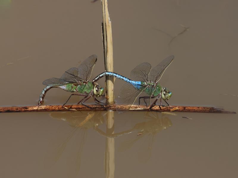 Photo of Common Green Darner