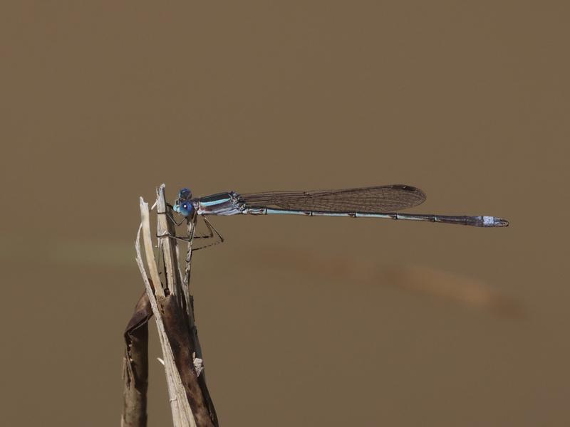 Photo of Southern Spreadwing