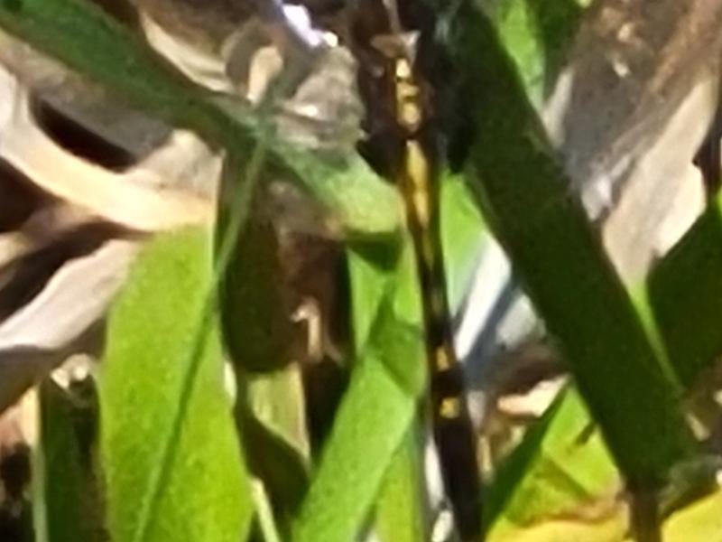 Photo of Dot-tailed Whiteface