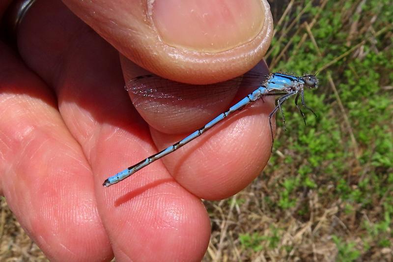 Photo of Boreal Bluet