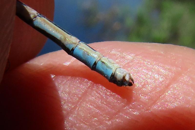 Photo of Boreal Bluet