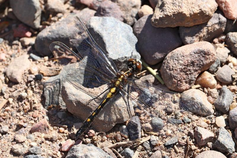 Photo of Dot-tailed Whiteface