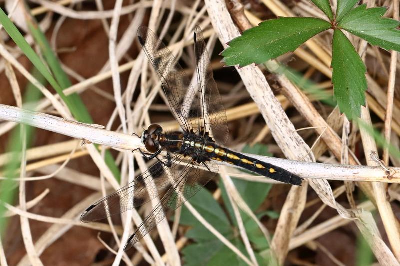 Photo of Dot-tailed Whiteface