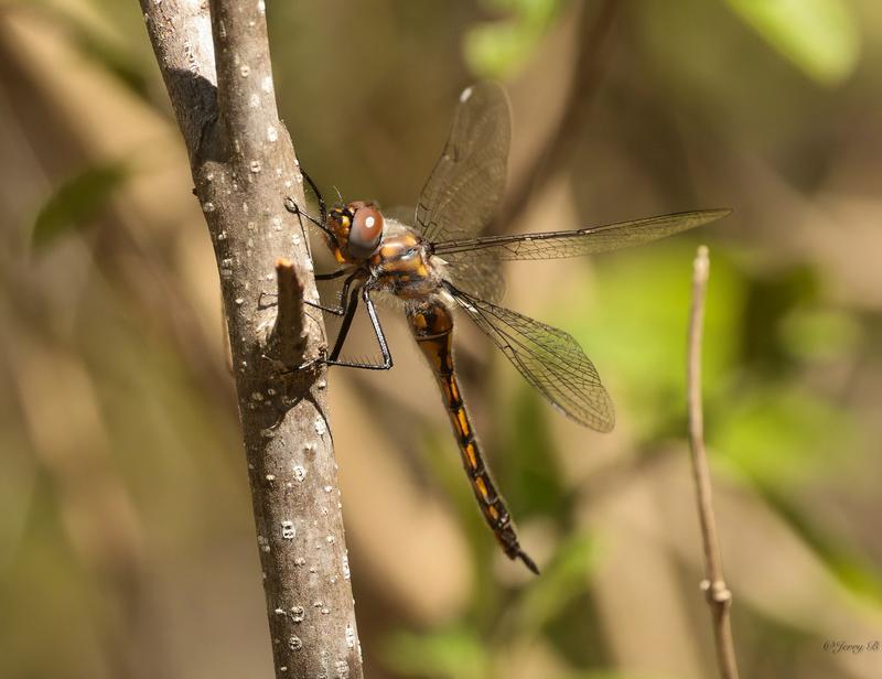 Photo of Spiny Baskettail