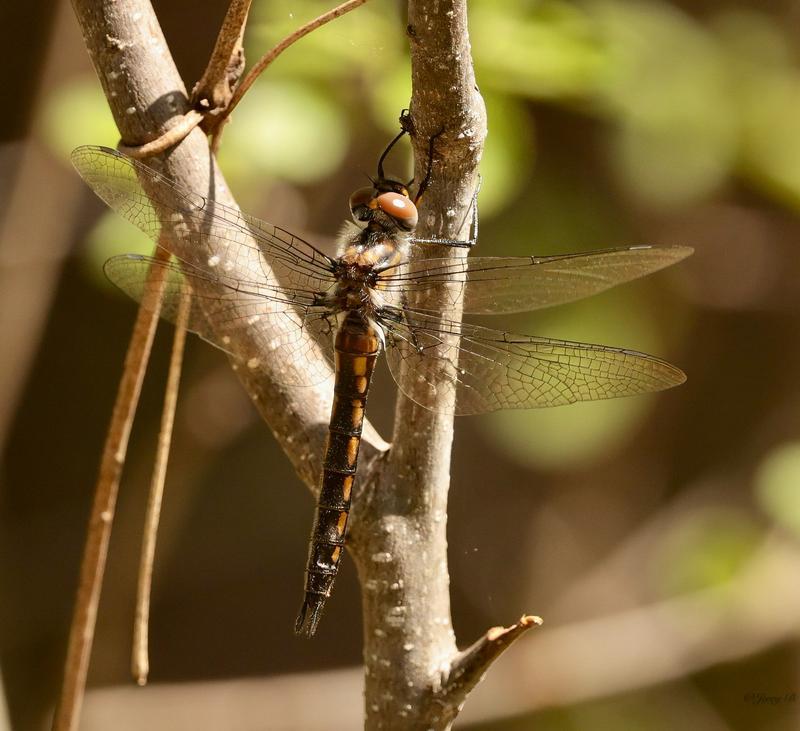 Photo of Spiny Baskettail