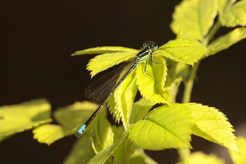 Photo of Eastern Forktail