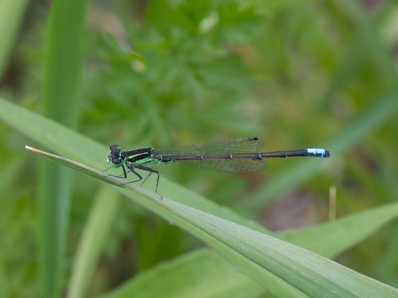 Photo of Eastern Forktail