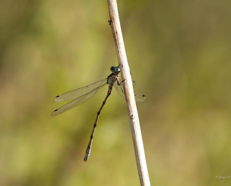 Photo of Southern Spreadwing